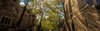 Sunlight pours through a canopy of trees along the Rose Walk on Yale's campus